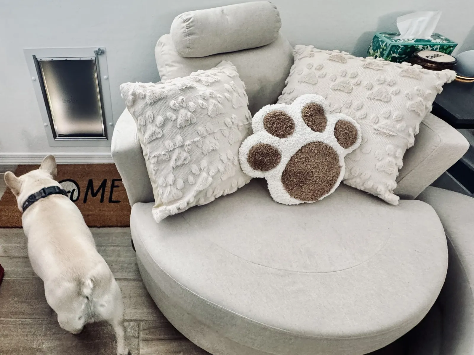 Doug, a cream French bulldog, beside a round gray armchair with paw-print pillows, a dog door, and a HOME doormat