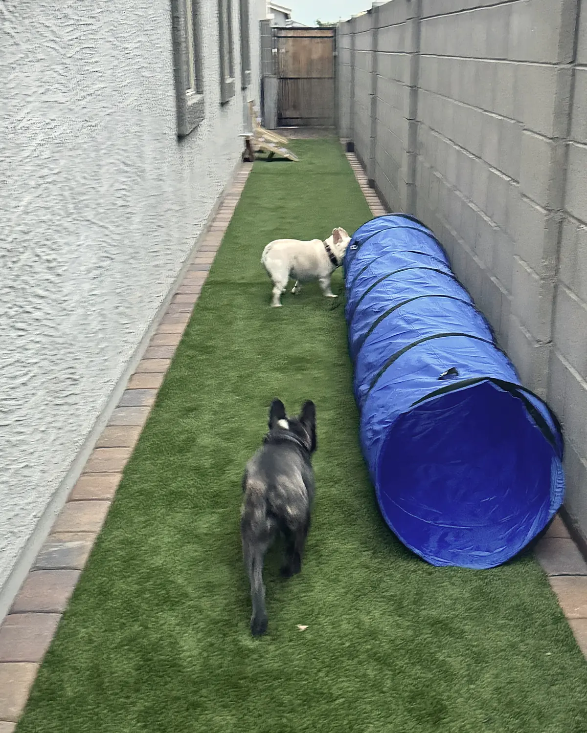 Dex, a dark French bulldog, and Doug, a cream French bulldog, on the turf dog run beside a blue play tunnel, with the carpeted ramp set up on its stand at the dog door at the far end