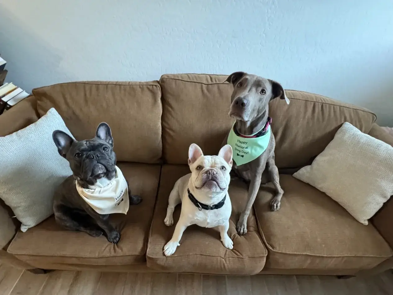 Dex, a dark brindle French bulldog, Doug, a cream French bulldog, and Sky, a gray Labrador, sitting together on a couch in bandanas