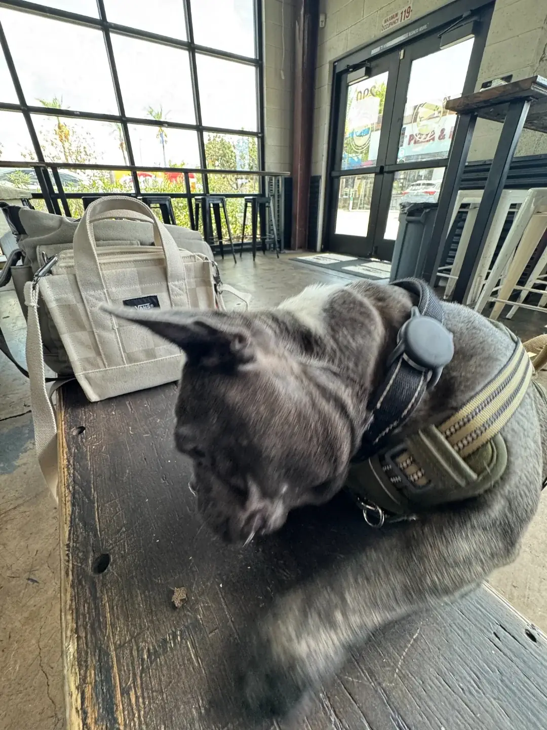Dex, a dark French bulldog in a harness, sniffing a wooden bench just inside a taproom entrance