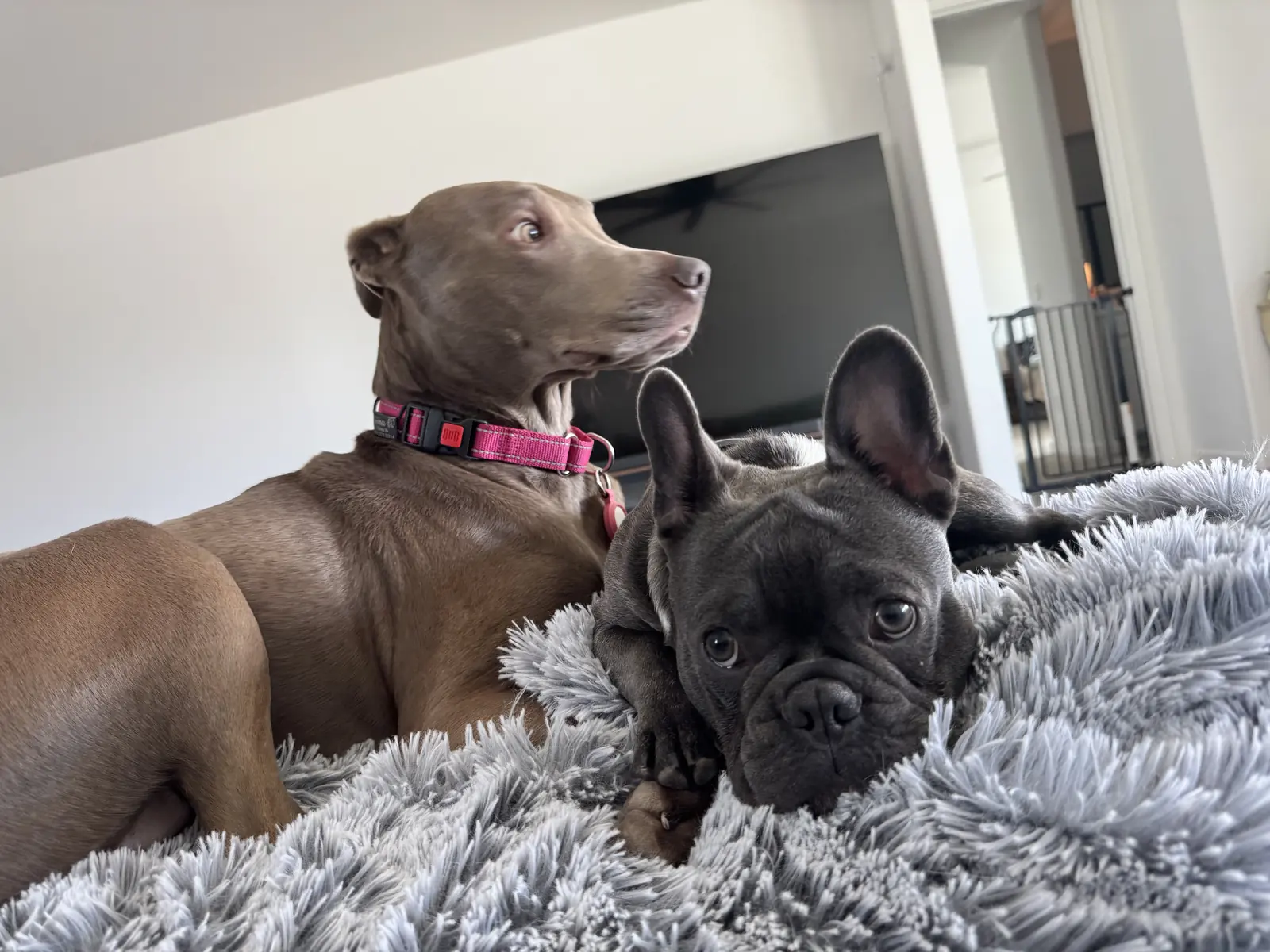 Dex, a dark French bulldog, resting on a fluffy gray blanket beside Sky, a Labrador