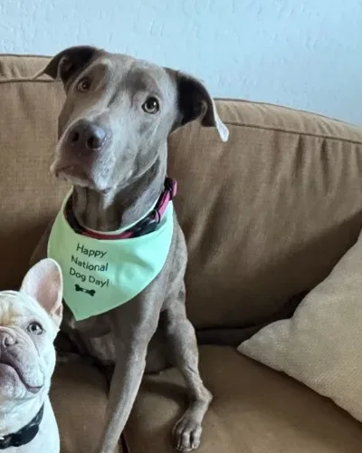 Sky, a gray Labrador with a green Happy National Dog Day bandana, sitting on a couch