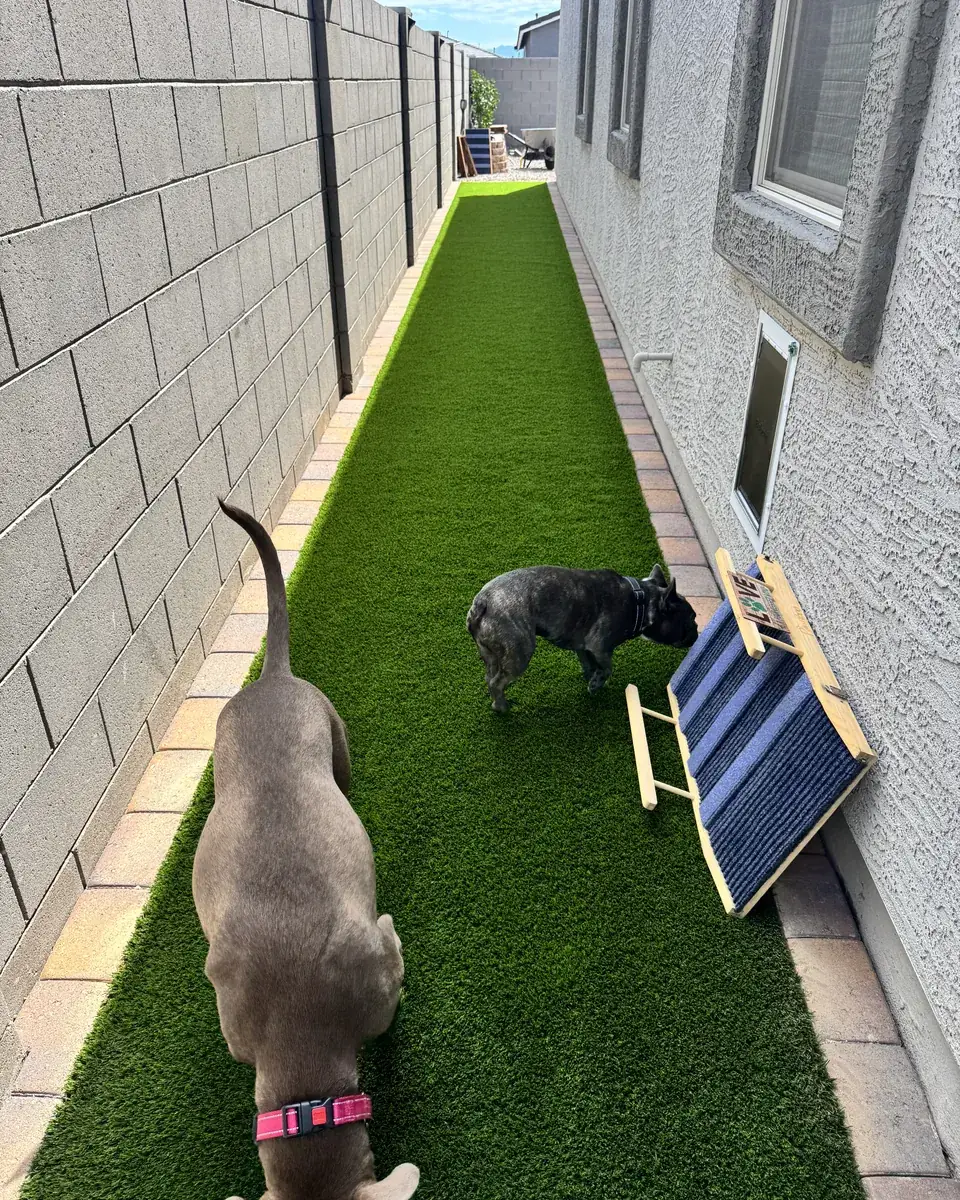 Sky, a Labrador, and Dex, a dark French bulldog, exploring the turf dog run beside the ramp to the dog door