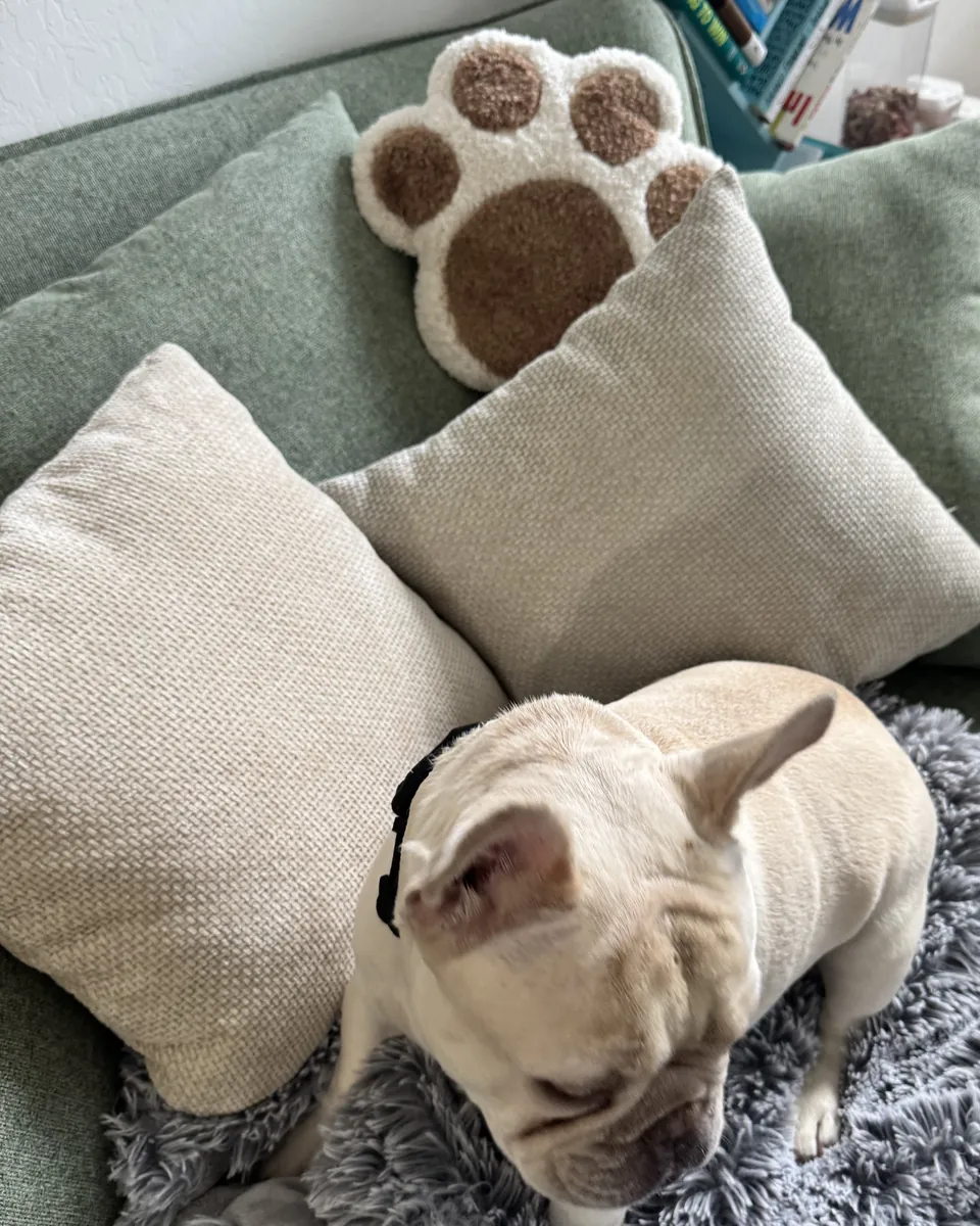 Doug, a cream French bulldog, settling onto a soft gray blanket on a green couch beside a paw-print pillow