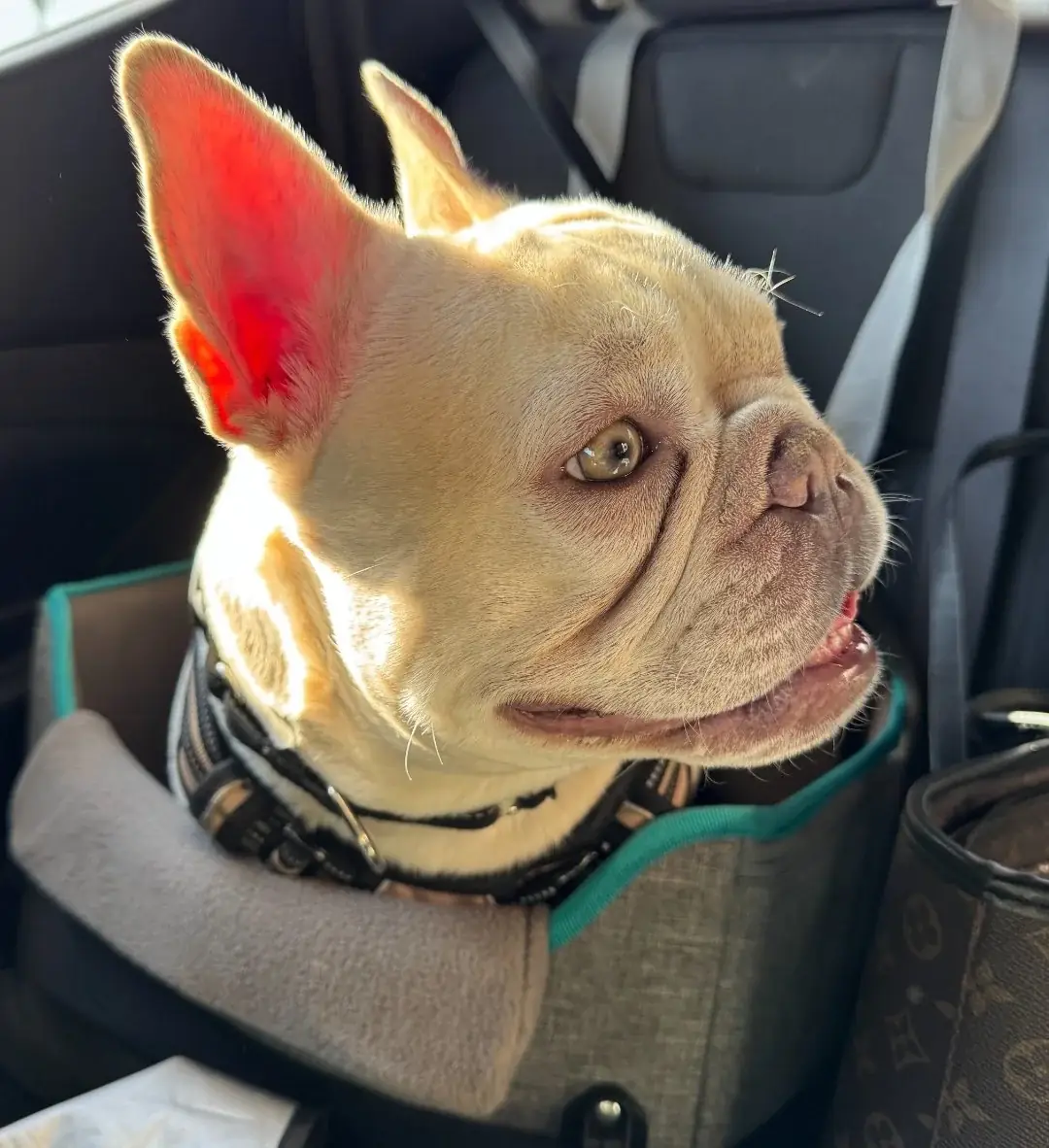 Doug, a cream French bulldog, sitting in a dog car seat and looking out the side window