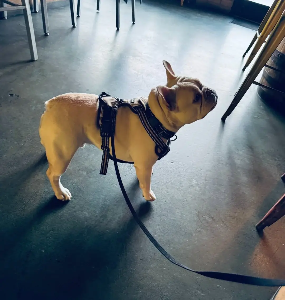 Doug, a cream French bulldog, in the original Wandering Tortoise photo collection