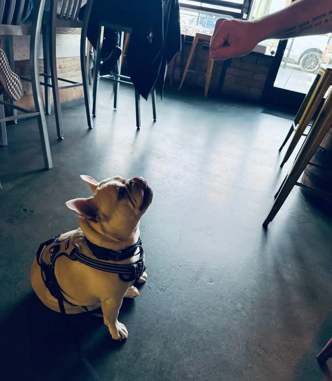 Doug waiting for a treat on the floor of The Wandering Tortoise